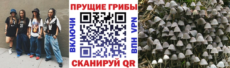 Псилоцибиновые грибы Psilocybe  как найти   Мурманск 